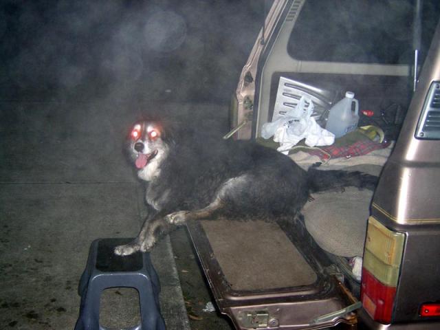 foggydog